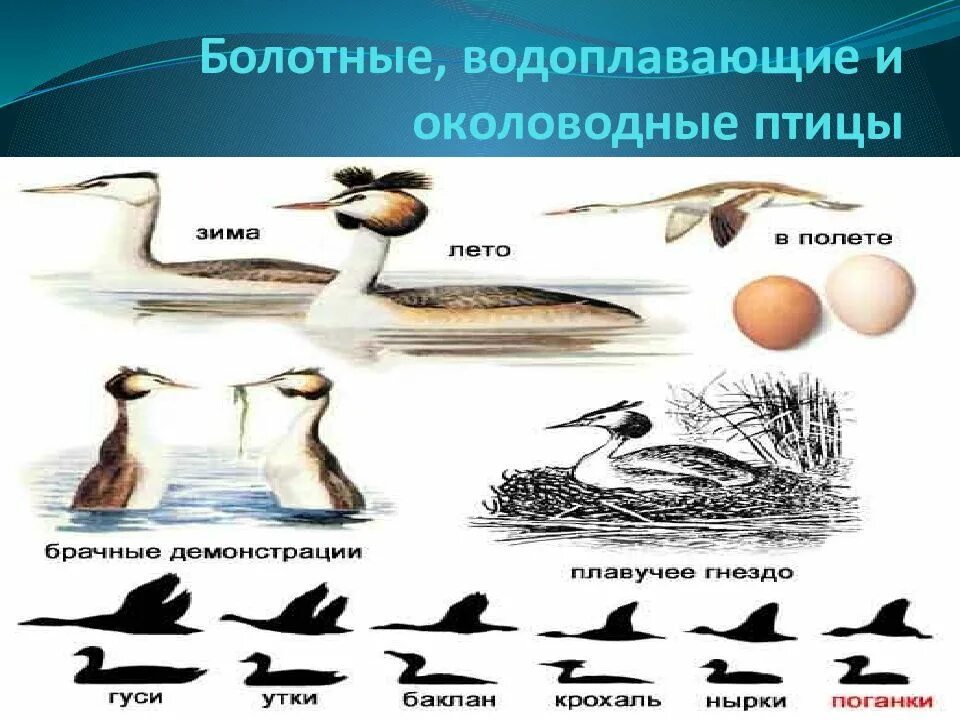 Водоплавающей птицей является