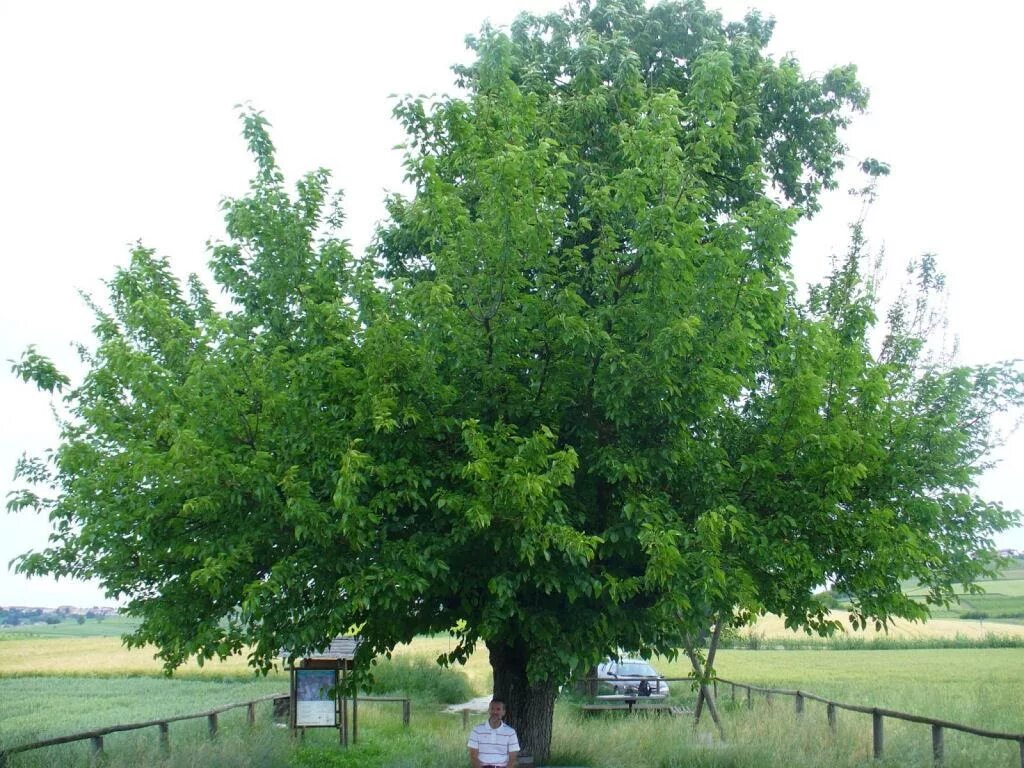 Ясень обыкновенный дерево. Подсветка стволов деревьев. Дуб черешчатый белгород. Антоцефалус кадамба. Дерево каде.