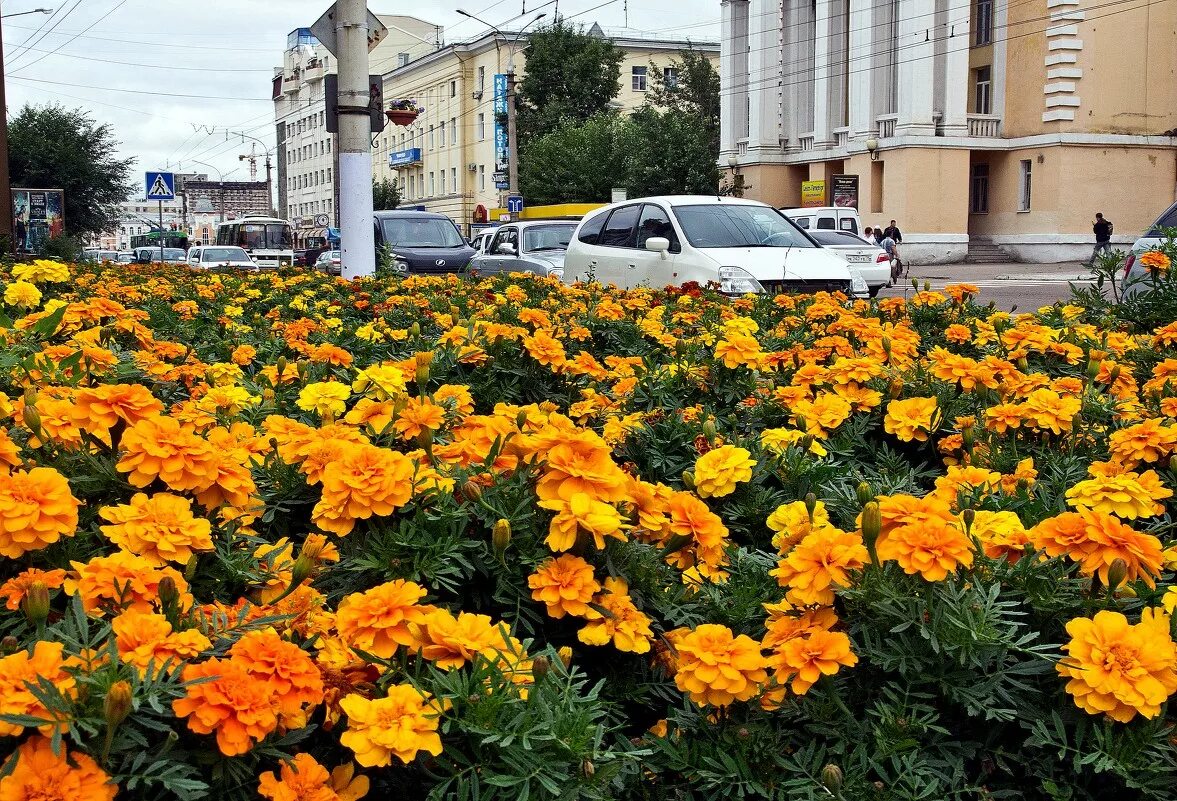Рабатка тунберга однолетник. Рабатка тунберга. Городские цветы названия. Моноклумба клумба. Рабатка тунберга однолетник.