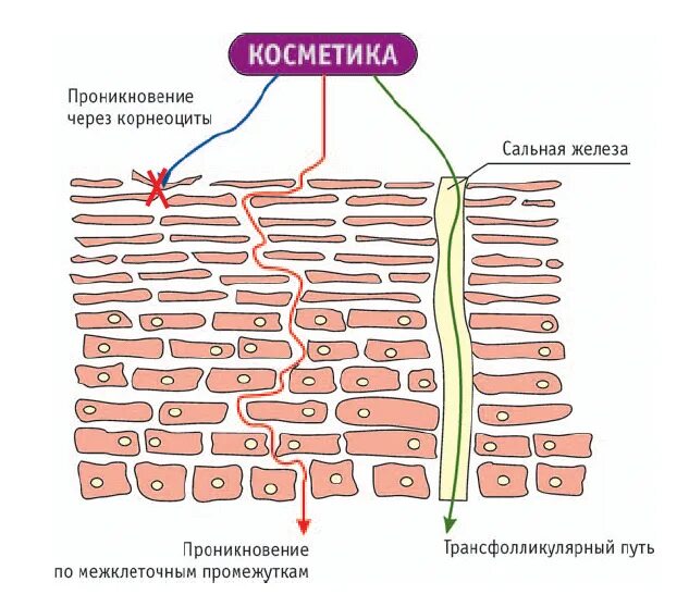 Пути проникновения в кожу косметических средств. Липидный барьер эпидермиса кожи. Липидный слой кожи. Проникновение веществ в кожу. Кожа способна к