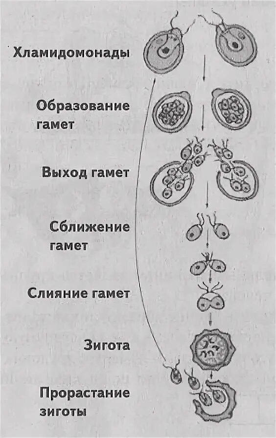 Гамета отличается от зиготы тем что