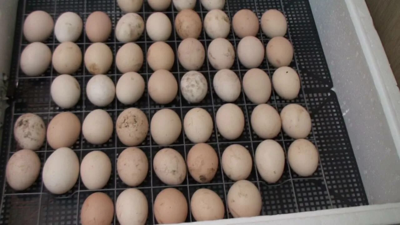Как правильно закладывать яйца в инкубатор куриные. Инкубация яиц в инкубаторе Несушка. Инкубационное яйцо закладка в инкубатор. Инкубатор Несушка Утиные яйца. Закладка яиц бройлера в инкубатор Несушка 104 яйца для инкубатора.
