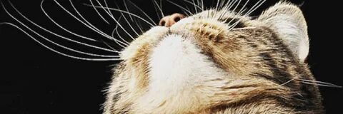 Почему у котенка обламываются усы