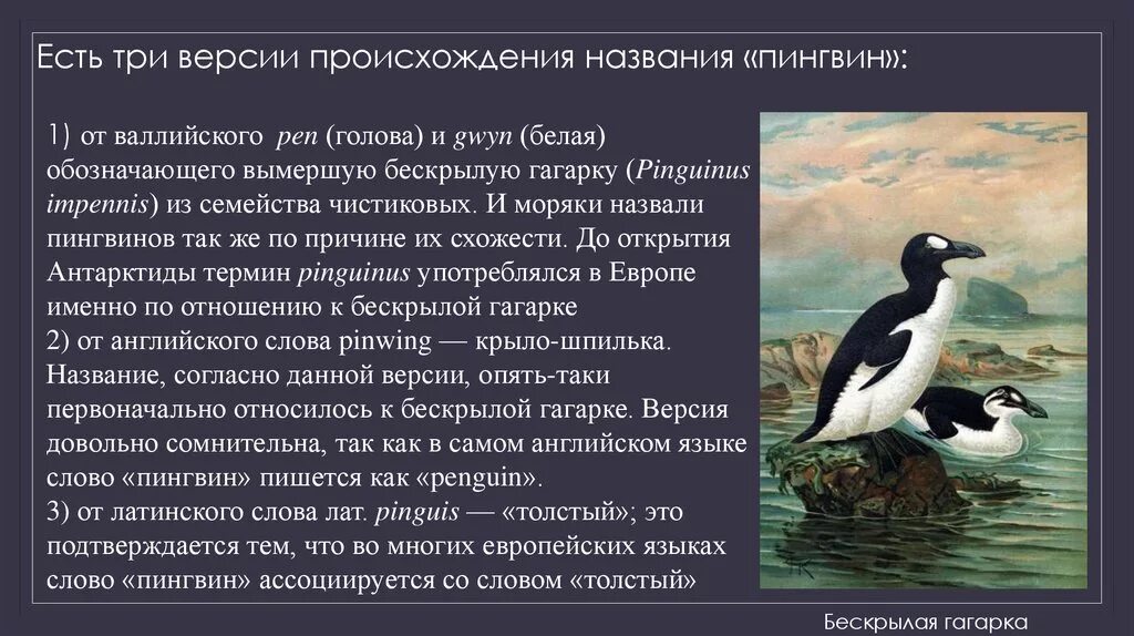 Надотряд пингвины. Слово Пингвин. Текст песни пингвины. Происхождение пингвинов. Включи песню пингвины