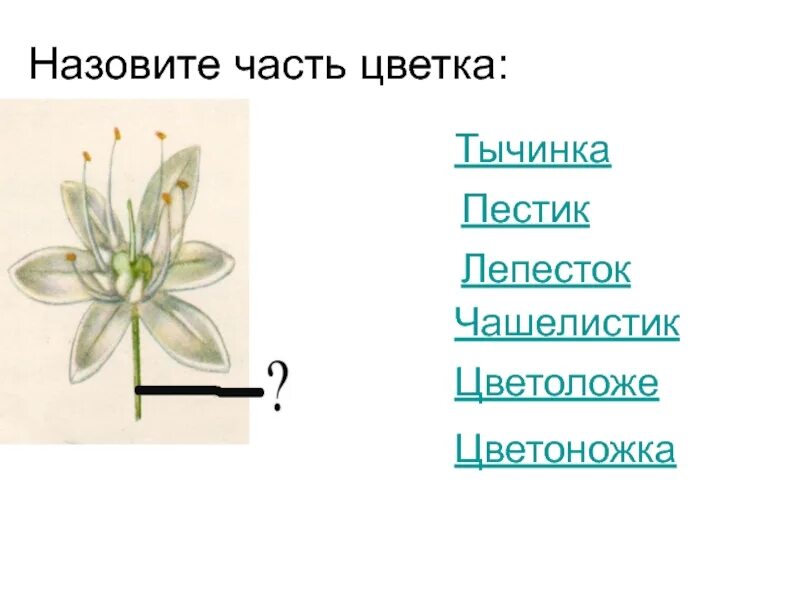 Околоцветник чашечка и венчик. Венчик это в биологии 6 класс. Пестик цветоложе чашечка тычинка венчик цветоножка. Совокупность чашелистиков и лепестков цветка. Совокупность чашелистиков и лепестков цветка.