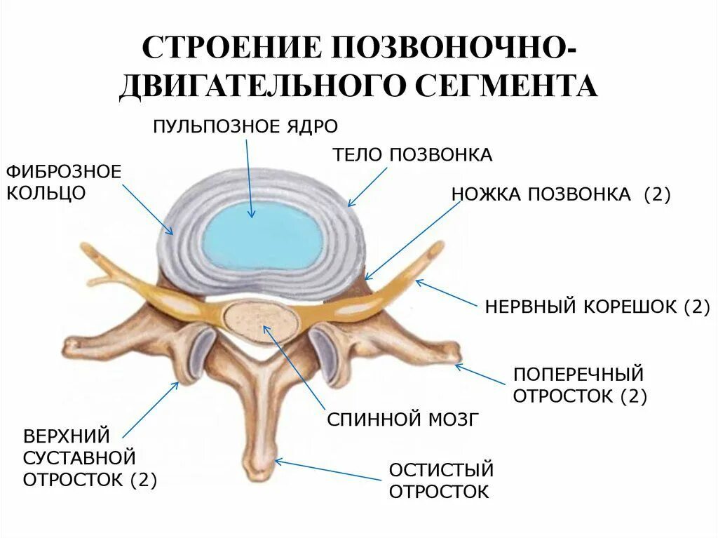 Отросток мозга 4. Строение спинного позвонка. Межпозвонковые диски шейного отдела позвоночника. Межпозвонковые отверстия поясничного отдела позвоночника. Строение позвонка человека схема.