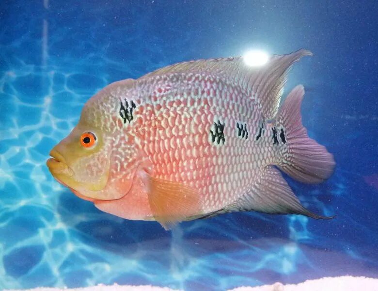 Цихлазома фловер хорн тайский шелк. Рыбка флауэр хорн. Аквариумная рыбка фловер хорн. Цихлида фловер хорн. Рыбка фловер хорн.