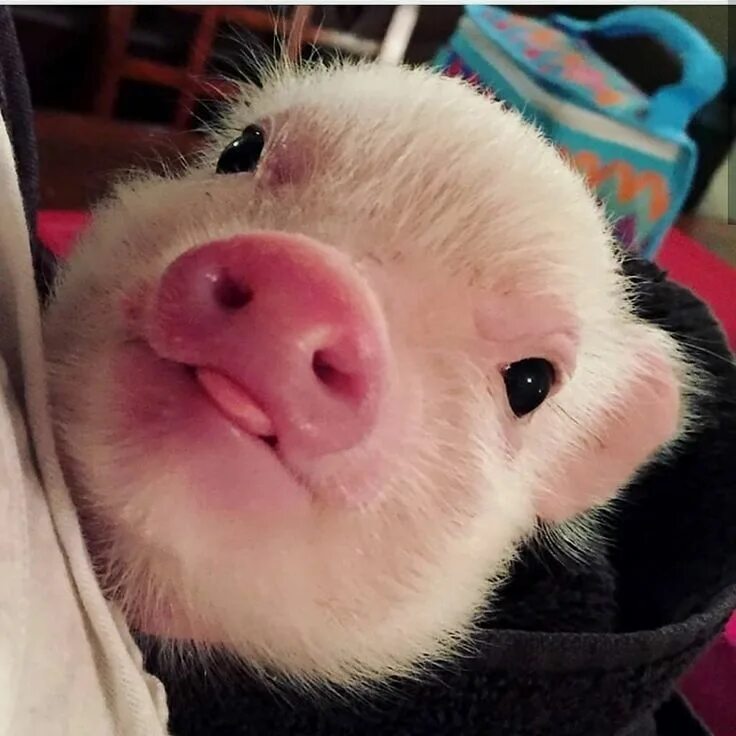 Милый хрюша. Нарядный поросенок. Ава свинки. Забавные поросята. Ава свинки.