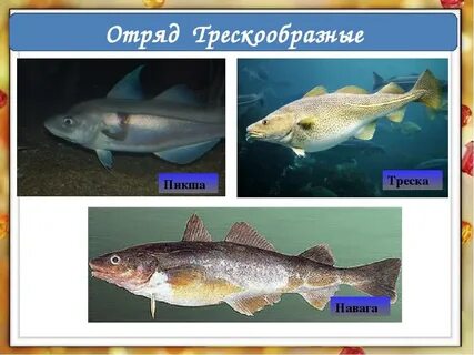 Рыба из тресковых