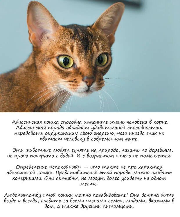 Абиссинская кошка поведение - найдено 90 картинок