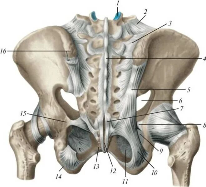 Лобковый симфиз анатомия. Крестцово-подвздошное сочленение. Лонный симфиз анатомия. Лобковый симфиз сустав анатомия. Крестец подвздошная кость