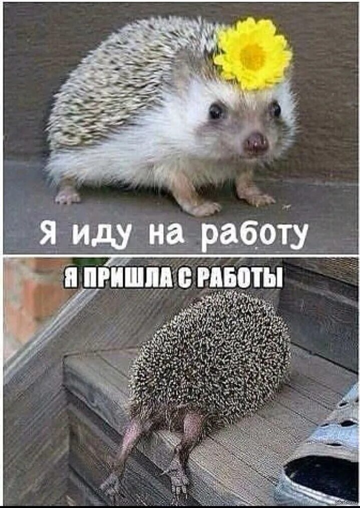 Пришла из работы или с работы. Пришла с работы смешные. весёлые картинки прикольные. приколы про работу. прикольные картинки про работу.