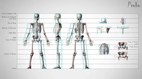 Human unit