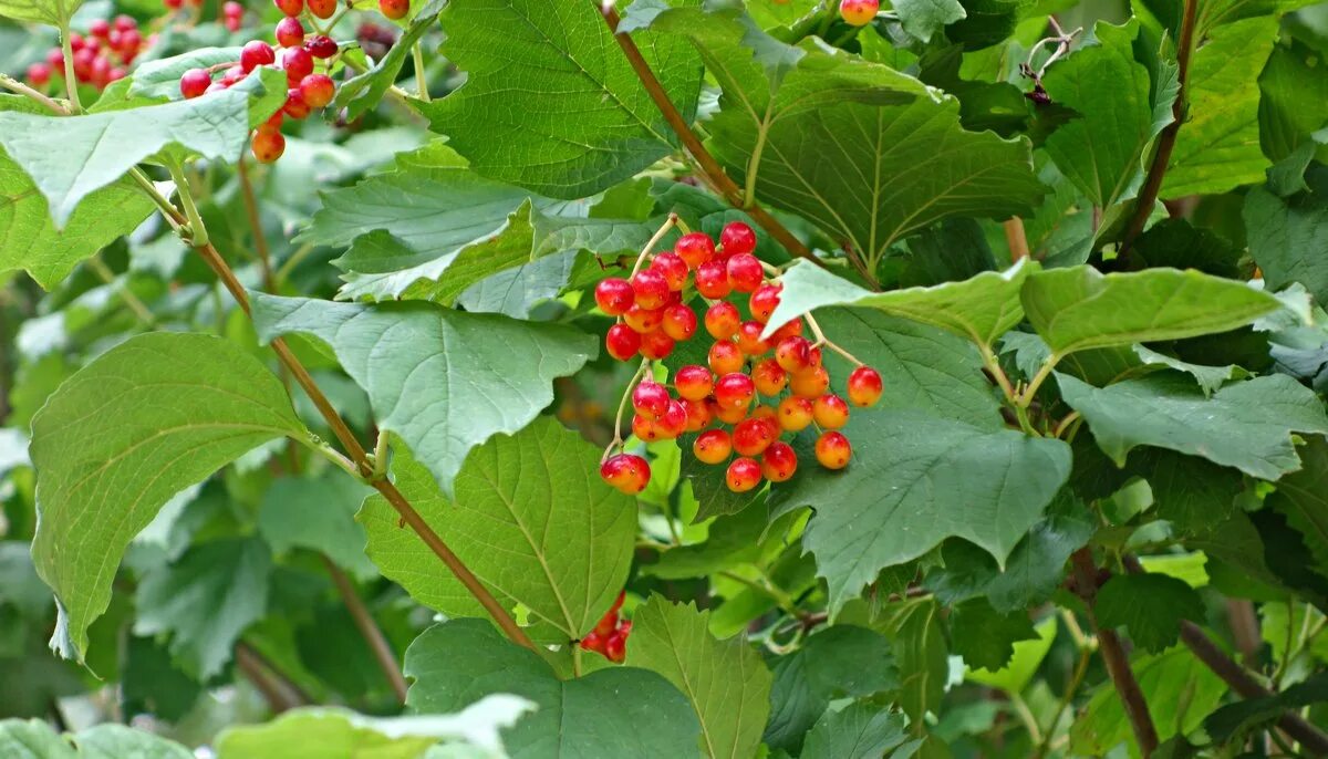 догорел калины куст песня. калины куст виктор холин. николай сысоров. веселуха ансамбль веселуха калины куст. разбор песни на баяне калины куст.