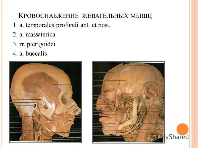 Мышцы приводящие в движение височно-нижнечелюстной сустав. Кровоснабжение и иннервация жевательных мышц. Кровоснабжение и иннервация жевательных мышц. Жевательные мышцы неттер. Жевательная ветвь тройничного нерва.