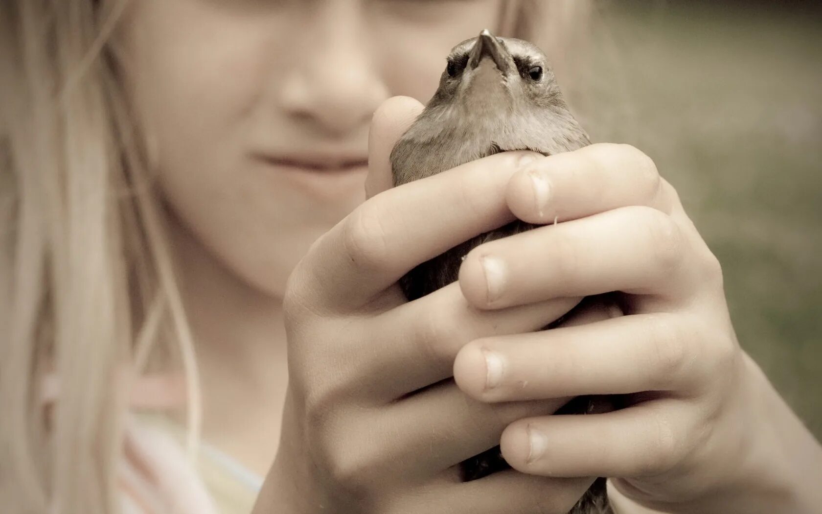 Птица на руке. Держит птицу. Птица на ладони. Рука держит птицу. Bird in hand