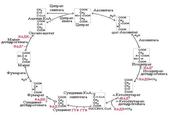 Цикл кребса какой этап. Гликолиз и циклокребса это. гликолиз и цикл кребса схема. цикл кребса хим реакции. метаболизм схема цикл кребса.