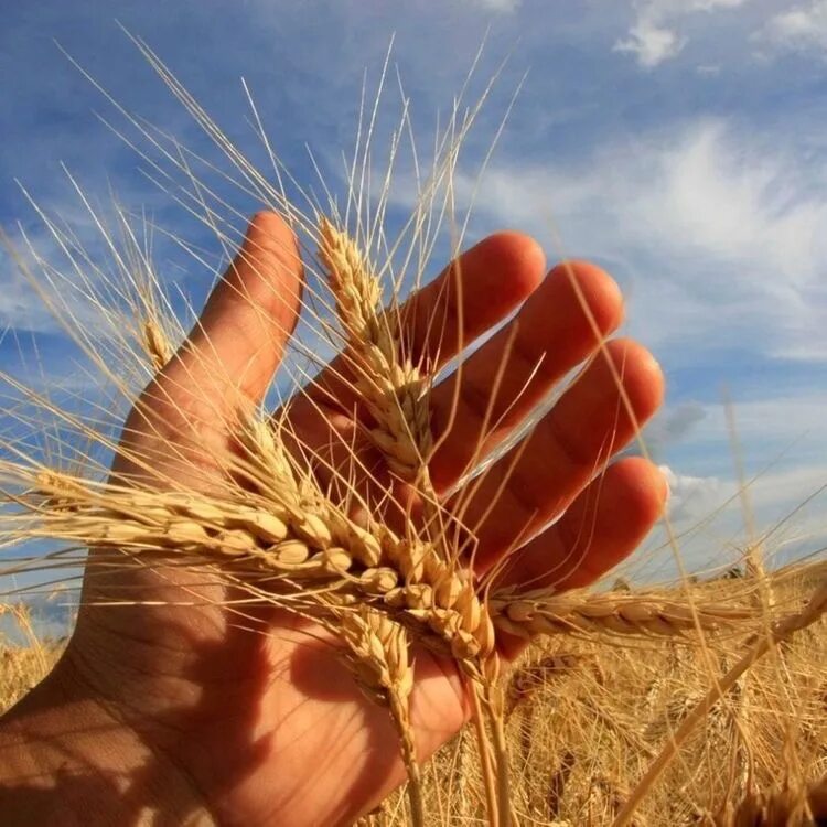 Пшеница. Колосья в руках. Колоски хлеба. Колосок в руке.