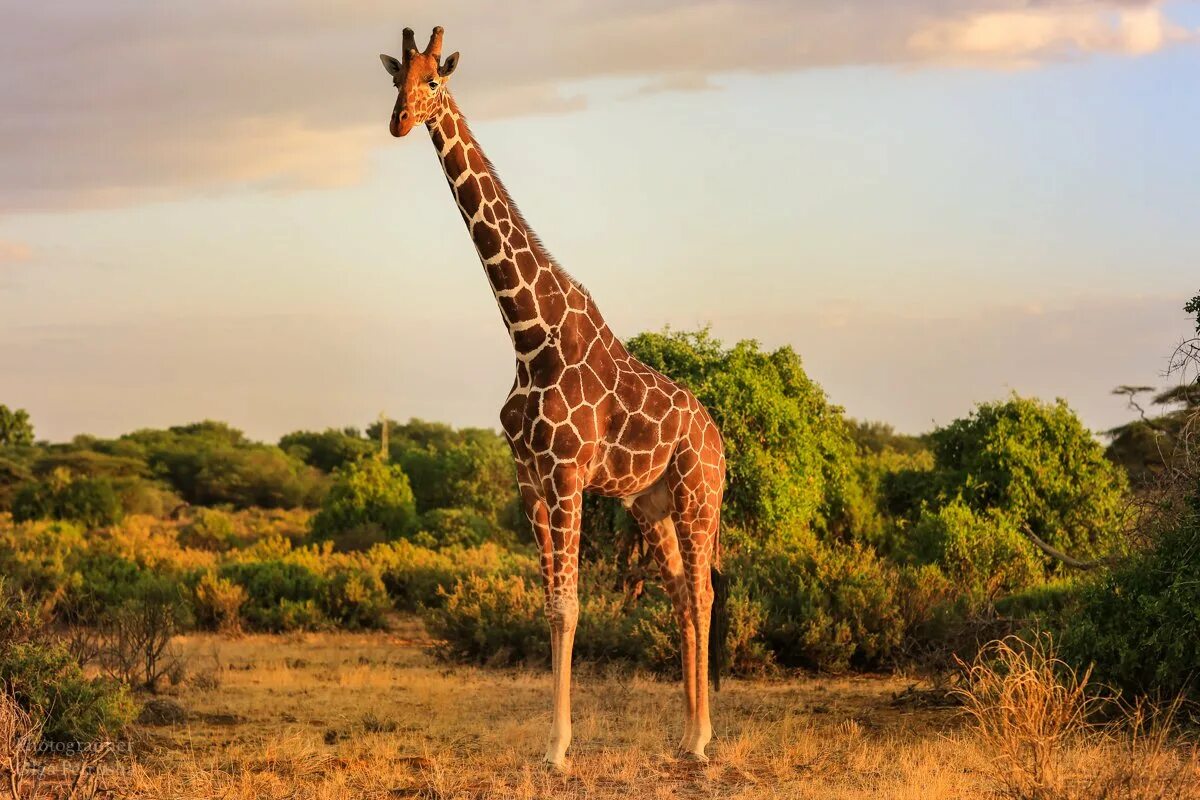 Жираф среда обитания. Нубийский Жираф. Родезийский Жираф. Жираф в саванне. Жираф саванны Африки.