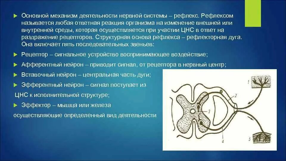 Рефлекторный механизм деятельности нервной системы. Рефлекс – основной механизм деятельности ЦНС. Рефлексом называется ответная реакция организма на. Ответная реакция организма на раздражение. Ответная реакция организма на воздействие среды