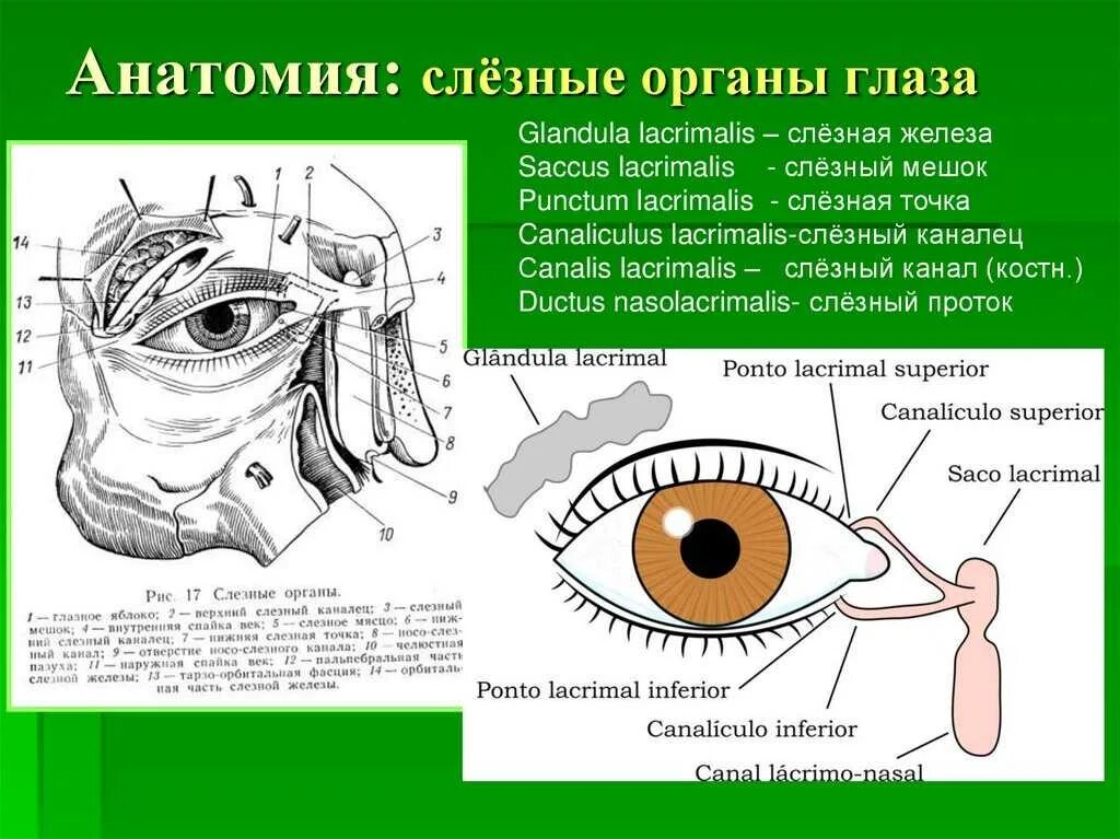 К каким железам относится слезная железа. Строение слезной железы анатомия. Строение глаза человека слезное мясцо. Анатомия глаза слезный мешок. Слезный каналец анатомия.