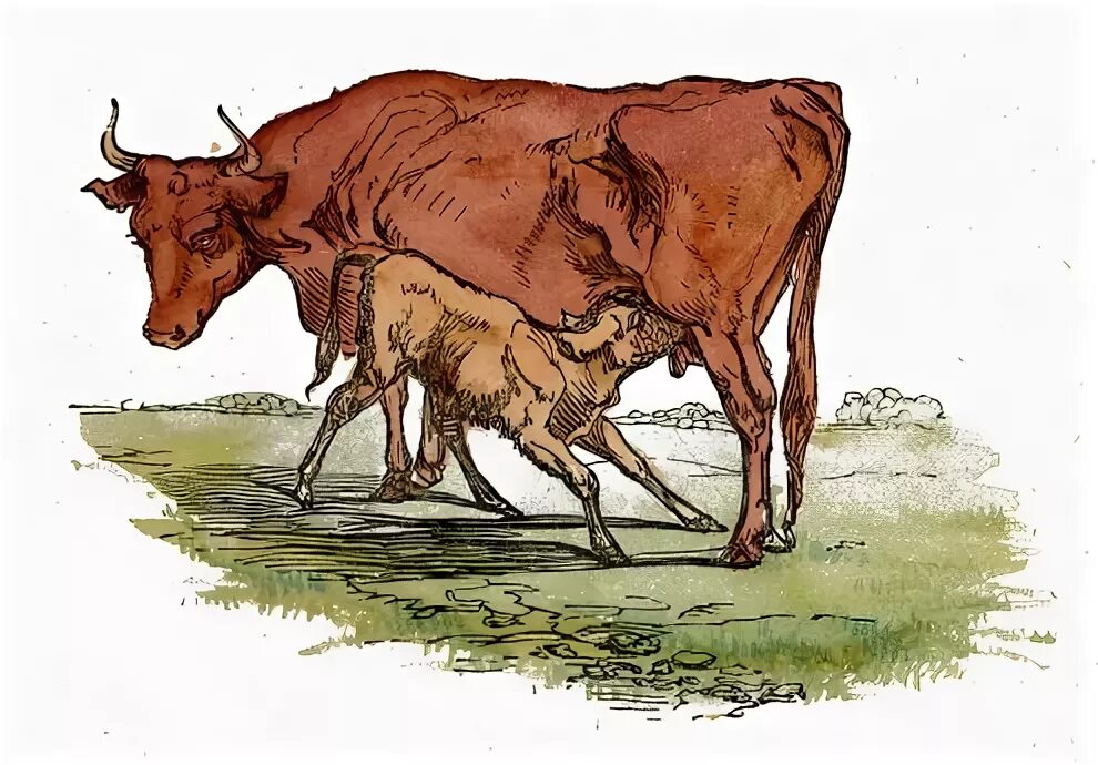 Что у коровы впереди у быка позади. Сосание молока теленком. Нарисовать вымя. Рисунок Calf. Ласковый теленок двух маток карикатуры.