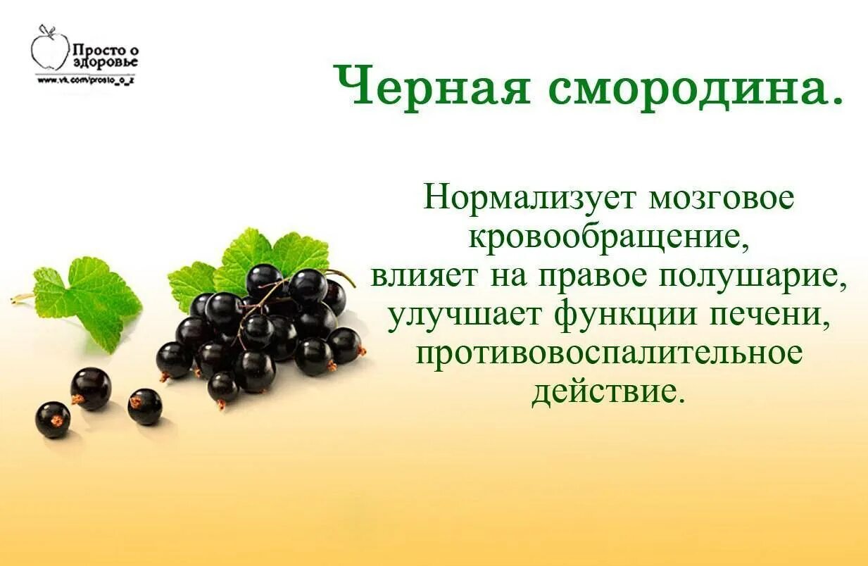 Значение роста в жизни смородины. Смородина чёрная полезные. Чёрная смородина польза. Чем полезна смородина черная для организма. Смородина польза.