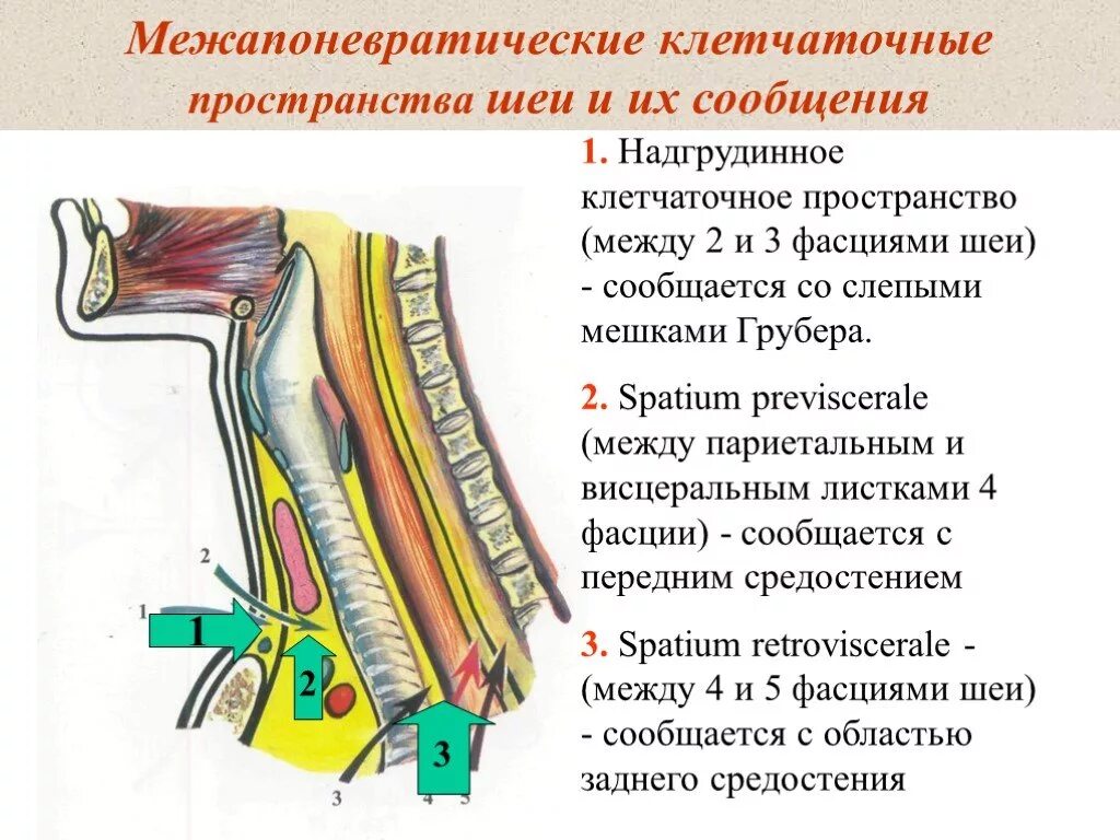 Spatium retropharyngeum. Клетчаточные пространства шеи топографическая анатомия. Межфасциальные клетчаточные пространства шеи. Сообщения клетчаточных пространств шеи. Топография мышц шеи: пространства..