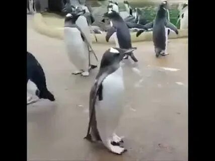 Видео пингвин с пятницей