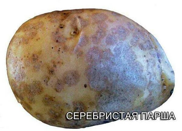 Обыкновенная парша картофеля. Порошистая парша картофеля. Бугорчатая парша картофеля. Обыкновенная парша картофеля. Порошистая парша картофеля.