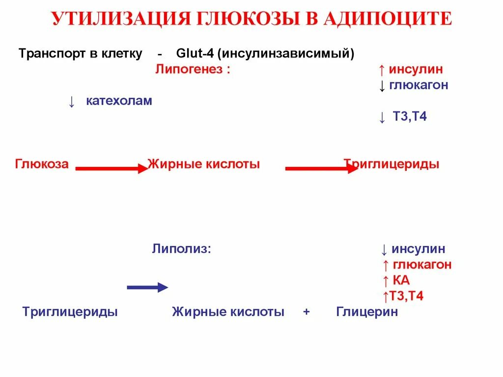 Инсулин утилизация. Регуляция углеводного обмена инсулин. Сахарный диабет презентация. Инсулин утилизация. Недостаточность инсулина.