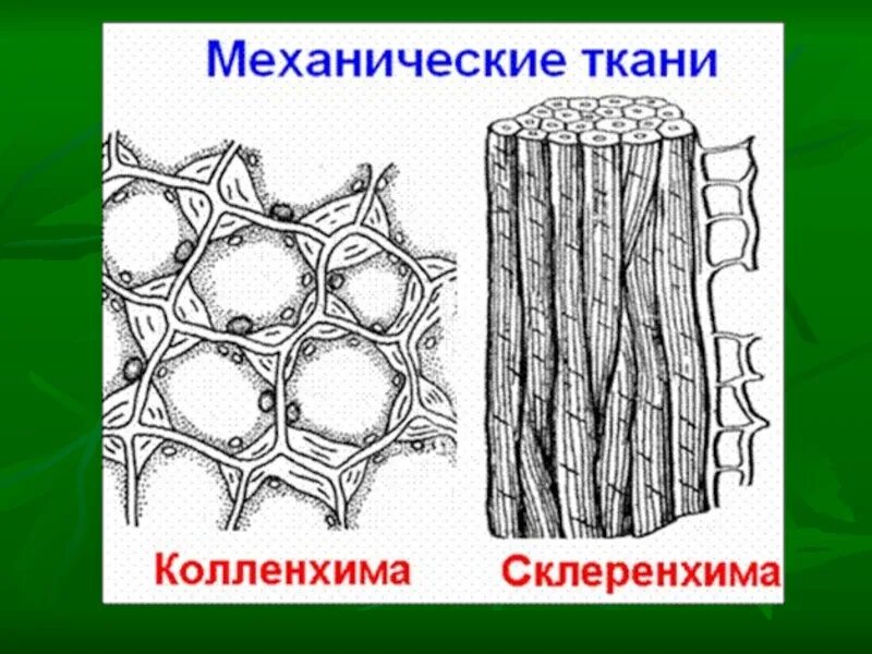 Механическая ткань растений колленхима. Механическая ткань колленхима строение. Строение клеток механической ткани растений. Механическая ткань растений рисунок строение.