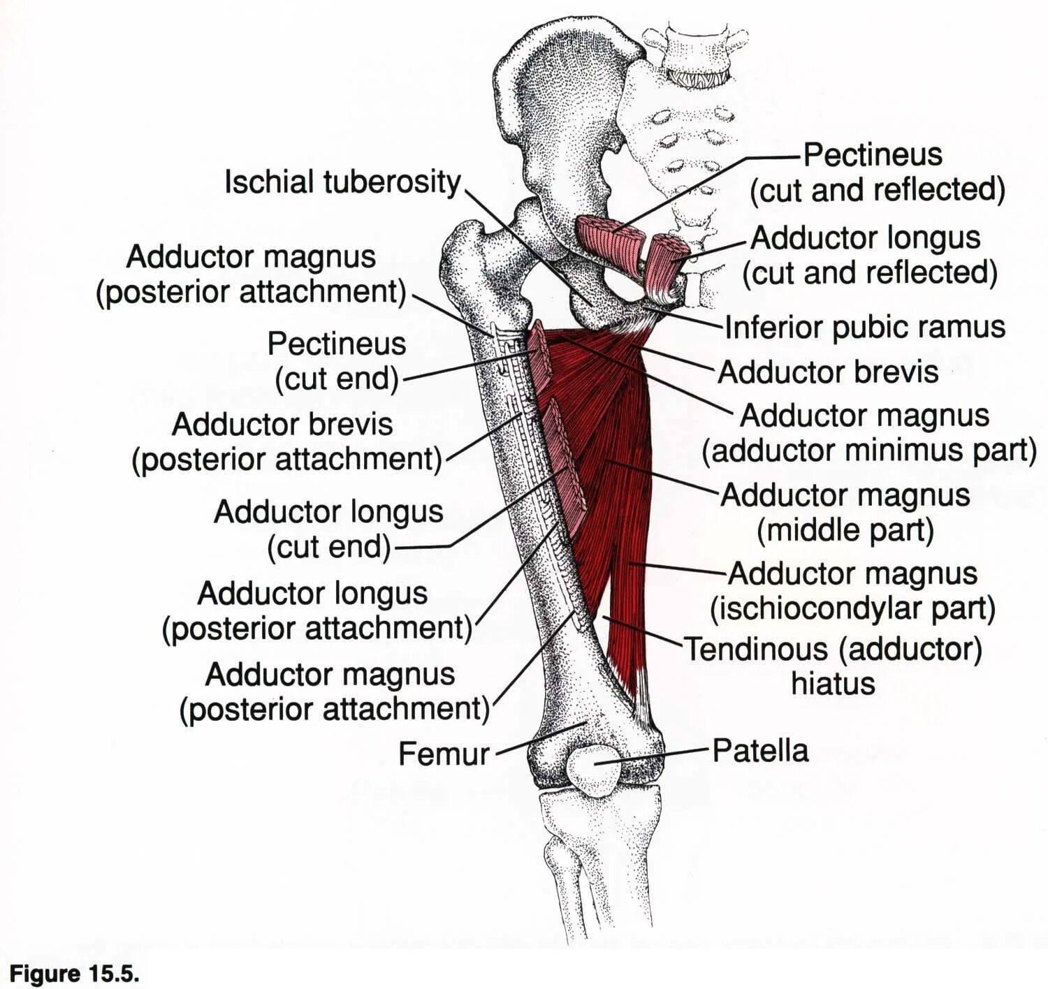 Функции приводящих мышц. Adductor Longus мышца. Аддукторы приводящие мышцы бедра. Длинная и короткая приводящие мышцы бедра. Приводящая мыщцы бедра.