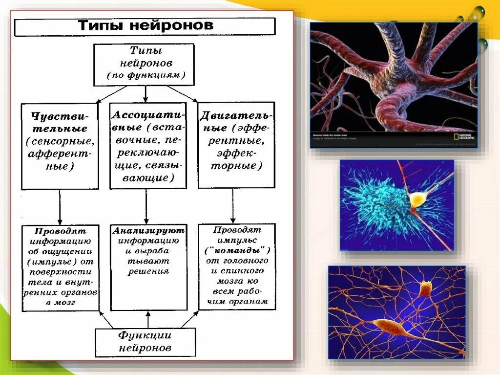 Нервные связи функции. Нейроны и нервная система человека схема. Нервная ткань функции строение топография. Тип ткани нервная строение и функции. Нервная ткань Нейрон строение и функции таблица.