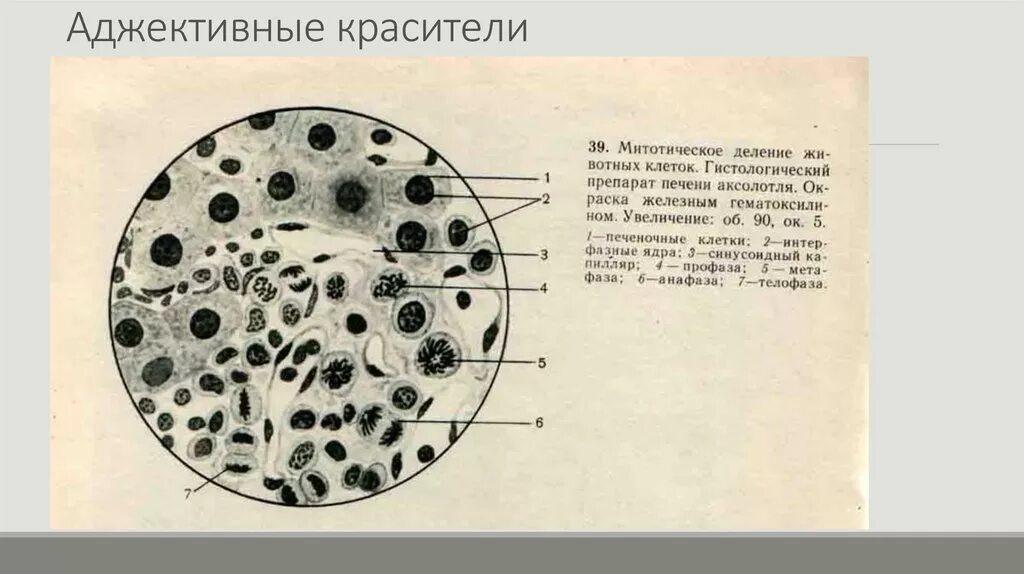 Клетки печени аксолотля. Краевая зона печени аксолотля митоз животной. Митоз животной клетки краевая зона печени аксолотля. Включения жира в клетках печени аксолотля.