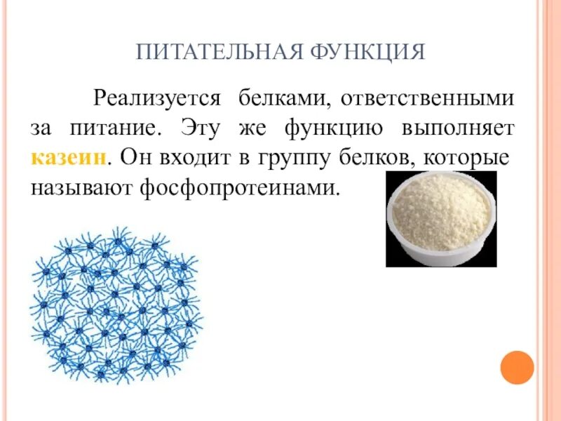 Функции белков молока