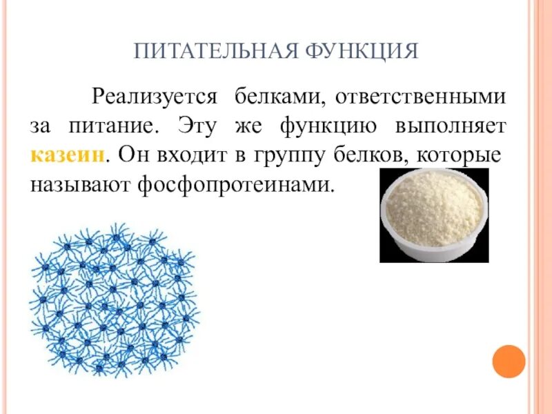 Белки питательной функции. Питательная (запасная) функция белков. Питательная функция белков. Питательная функция белка. Казеин белок функции.