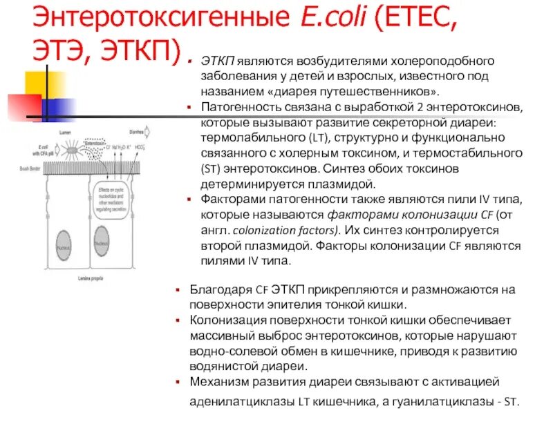 Какой вид e coli вызывает холероподобные заболевания. Энтеротоксигенные кишечные палочки. энтеротоксигенная кишечная палочка. эткп энтеротоксигенные кишечные палочки. энтеротоксигенные e.coli.