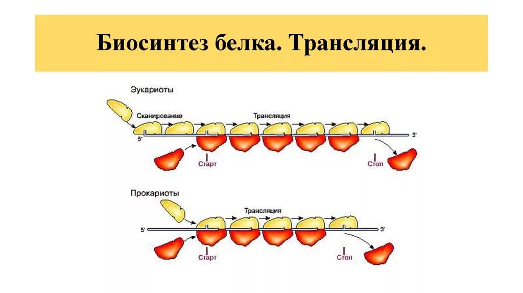 Как происходит процесс трансляции. Схема процесса трансляции. Трансляция Биосинтез белка. Трансляция белка. Первый этап трансляции