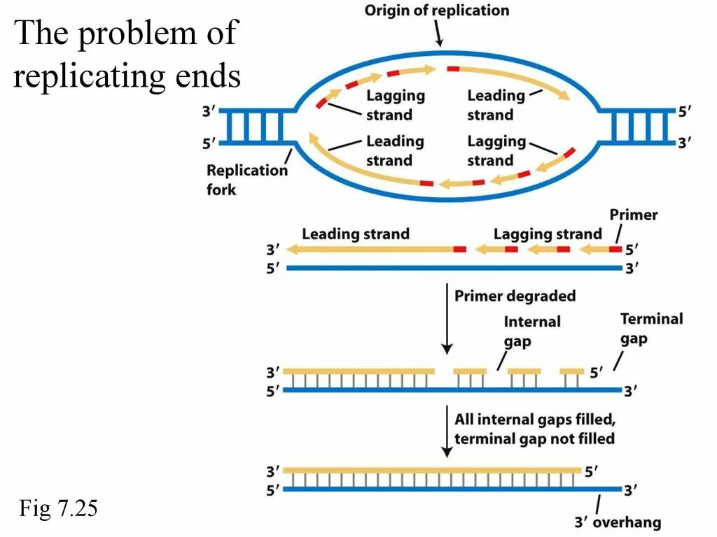 End-Replication problem схема. Процессинг РНК фон. Схема транскрипции и процессинга. Объект МРНК процесс.