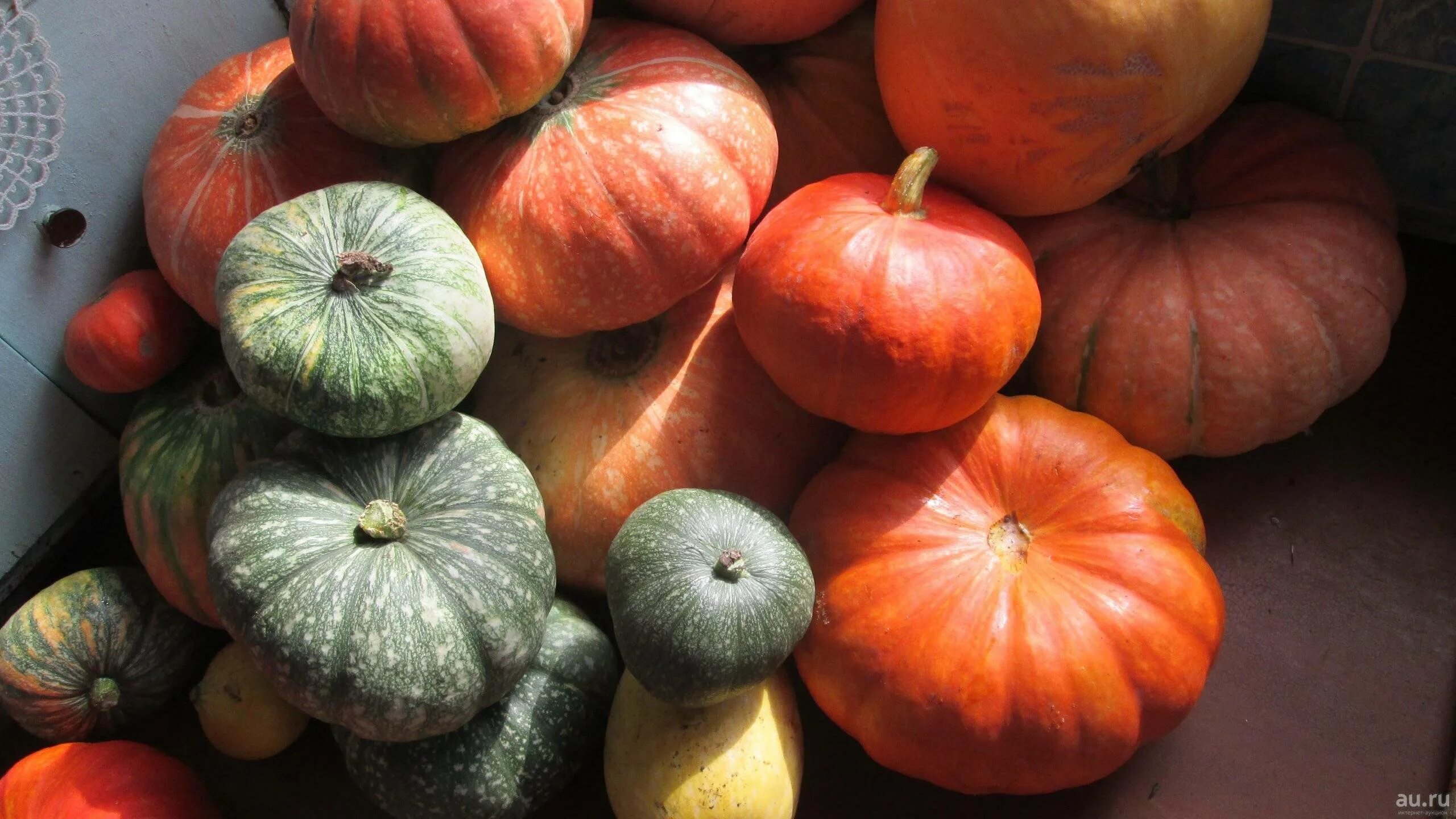 Тыква саммер сан. Тыква ромашка. Тыква стоит. Тыква в магазине. Тыква сорт оранж саммер.