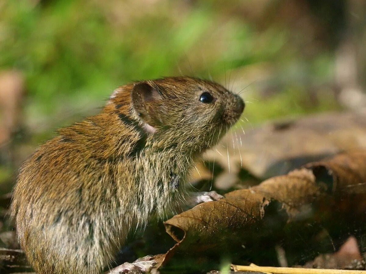 Полевка п. Полевка миддендорфа. Обыкновенная полёвка. Обыкновенная полёвка. Полевка п.