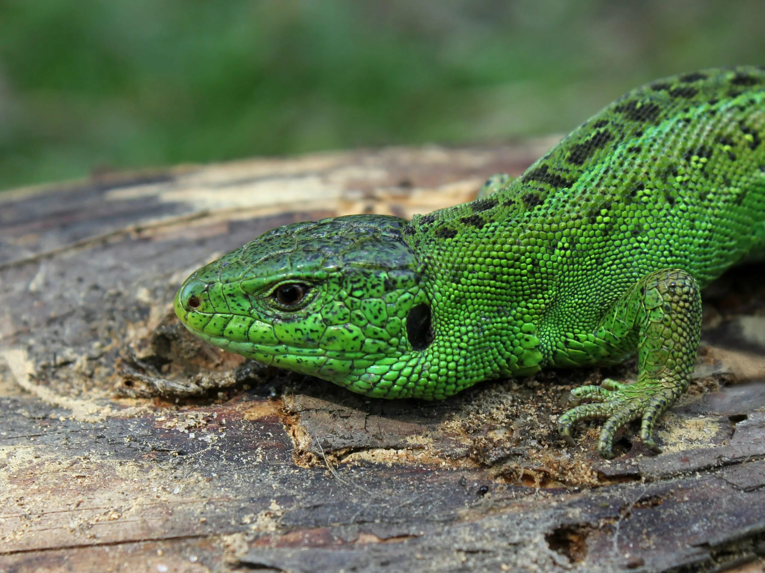 Ящерица по другому. Прыткая ящерица Lacerta Agilis. Ящерица прыткая (Lacerta Agilis Linnaeus). Прыткая ящерица (Lacerta Agilis l.),. Ящерица прыткая (лат. Lacerta Agilis).