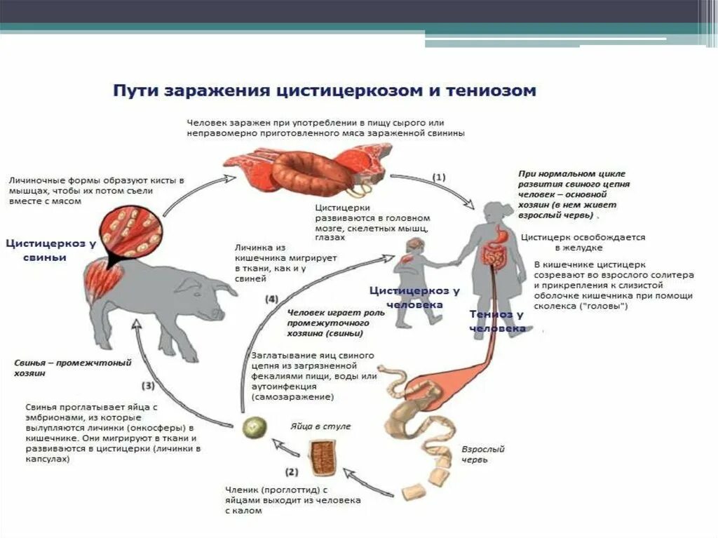 Человек заражается тениозом. Человек заражается тениозом. Как человек с тениозом может заразить других людей. Человек заражается тениозом. Человек заражается тениозом.