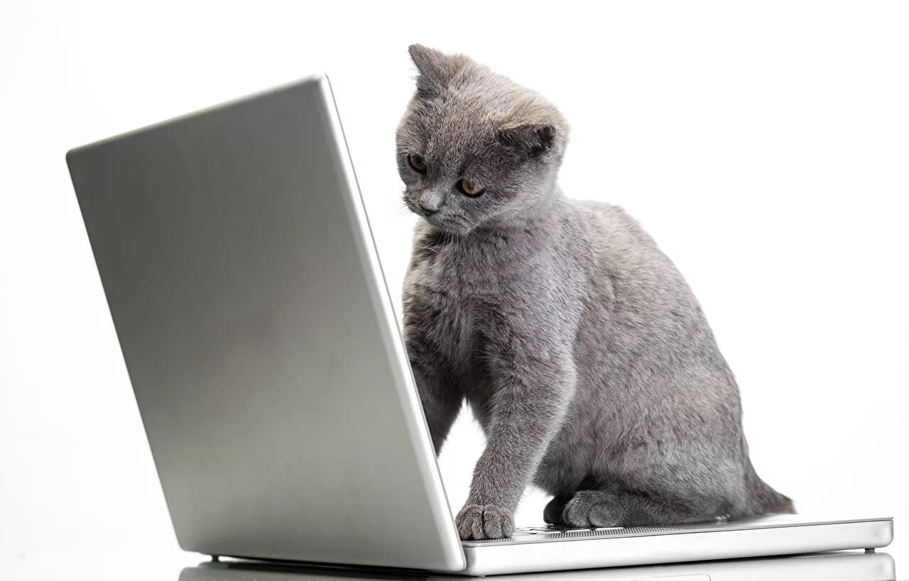 Комната с мониторами. Котик с ноутбуком. Компьютер с большим монитором в комнате. Тормозит интернет. Открытый ноутбук на столе.