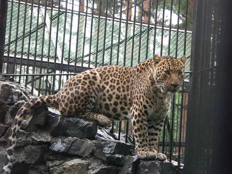 Кавказский леопард Новосибирский зоопарк. Дальневосточный леопард Новосибирский зоопарк. Дальневосточный леопард в зоопарке. Леопард в Новосибирском зоопарке. Женщины в леопардовом зоопарке