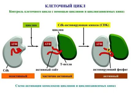 Комплекс цикл