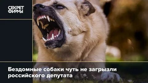 Собака уехала