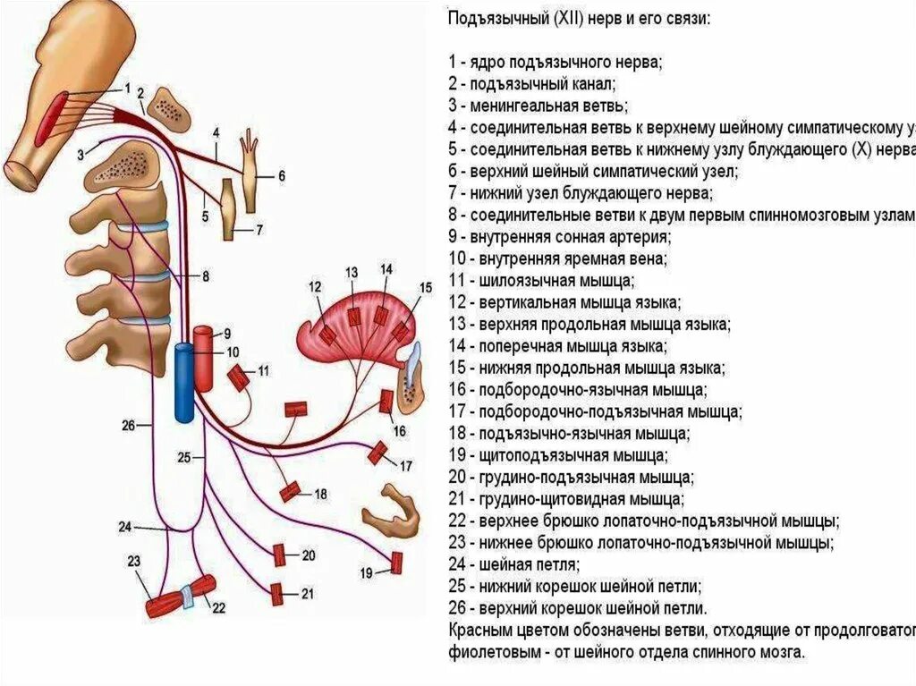 Подъязычный нерв нерв схема. Подъязычный нерв проводящий путь. Подъязычный нерв анатомия схема. XII пара - подъязычный нерв.