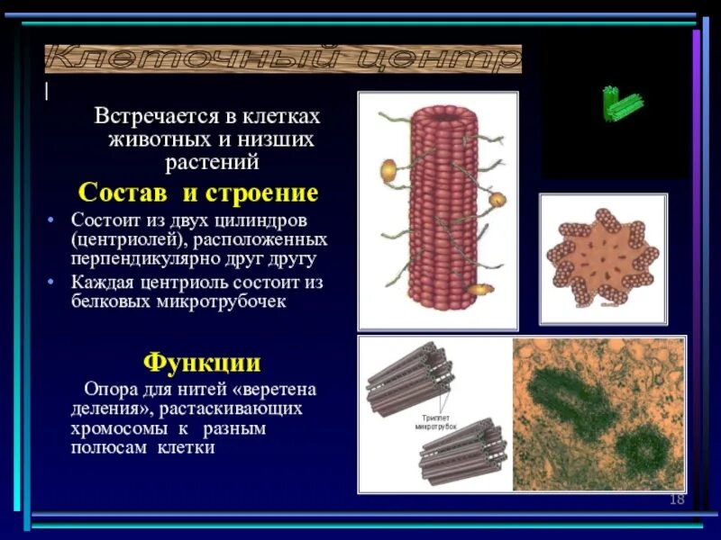 Клеточный центр животной клетки строение и функции. Строение и функции микротрубочек. центриоли в клетках растений.